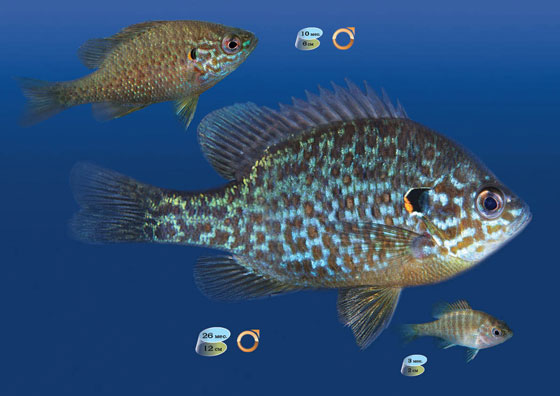 солнечный окунь (Lepomis gibbosus)