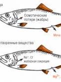 009.jpg 009.jpg